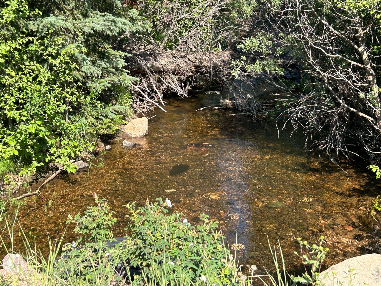 506 Elkridge Road Red Feather Lakes, CO 80545 - Photo 23 of 25 Panhandle Creek lower end of property