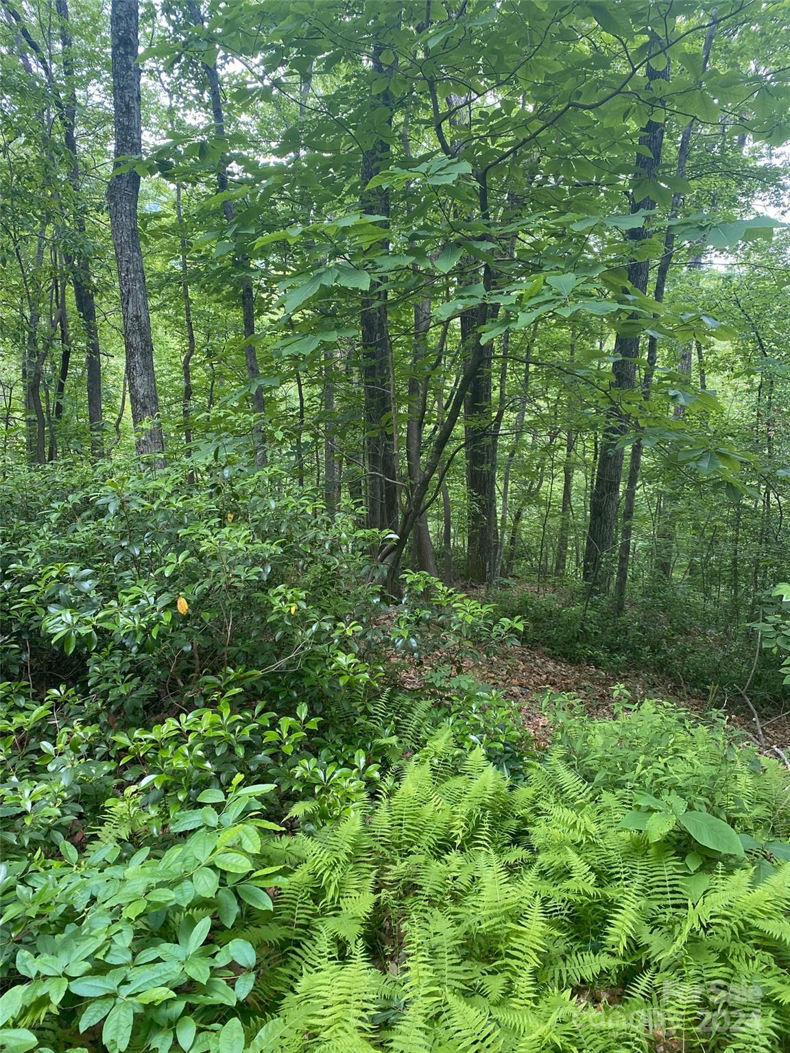 0 Cedar Creek Road, Unit 61 Lake Lure, NC 28746 - Photo 5 of 12