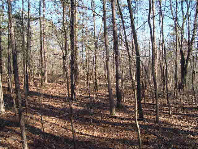 0 Walkers Gap Road, Unit 3 37 AC Springville, AL 35146 - Photo 8 of 9