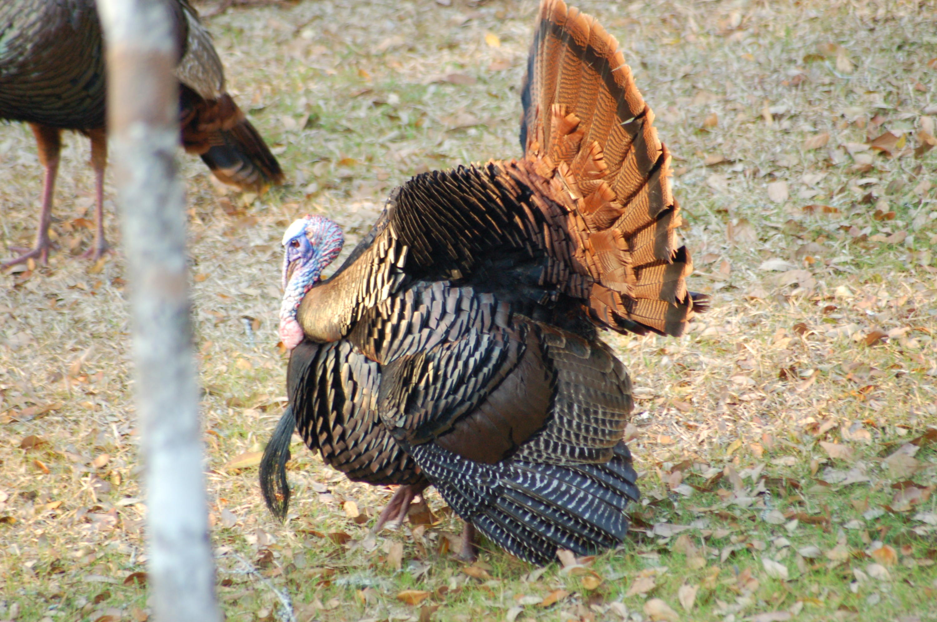 6177 Parkers Ferry Road Adams Run, SC 29426 - Photo 2 of 9 Spring Turkeys - Copy