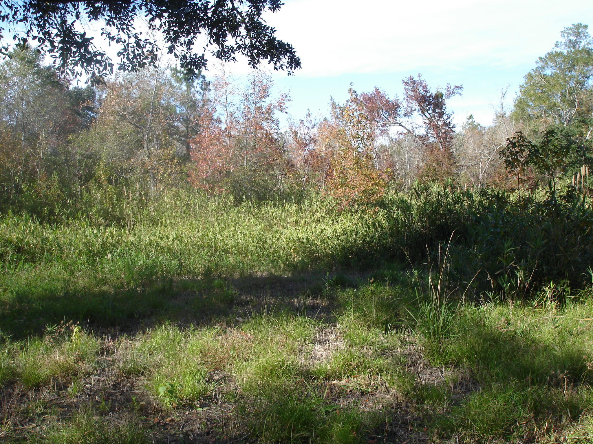 6177 Parkers Ferry Road Adams Run, SC 29426 - Photo 5 of 9 Parkers Ferry 36 acres (8)