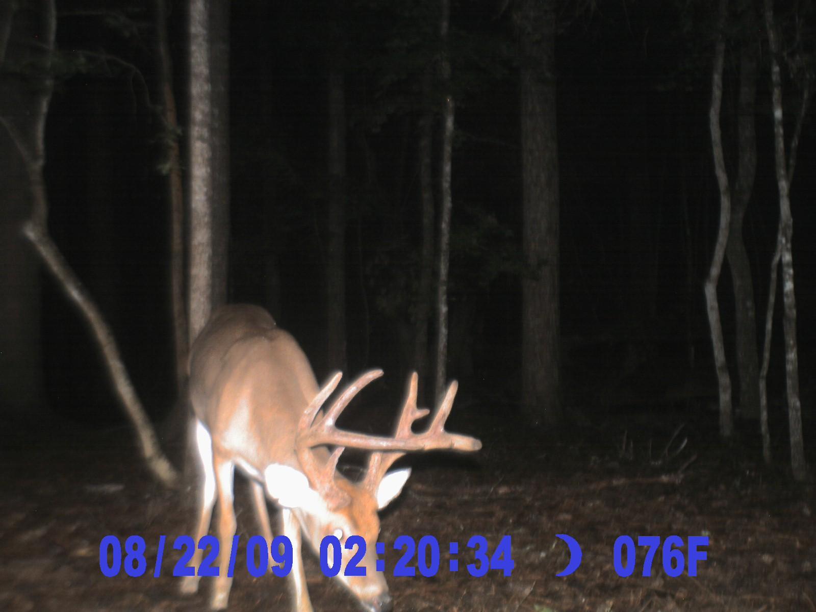6177 Parkers Ferry Road Adams Run, SC 29426 - Photo 9 of 9 Deer 8-23-09 (8)