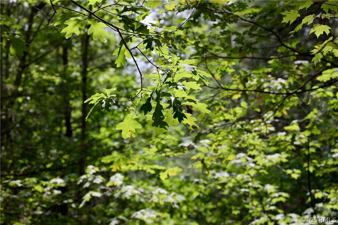 0 Ridge Road Boydton, VA 23917 - Photo 18 of 34 Gallery Image 18