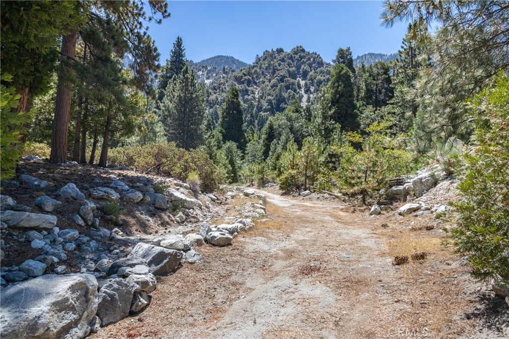 0 Quercus Lane Forest Falls, CA 92339 - Photo 14 of 24 a view of a forest filled with trees