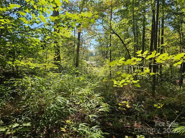a view of a tree with a tree