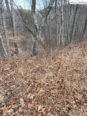 a view of a dry yard with trees