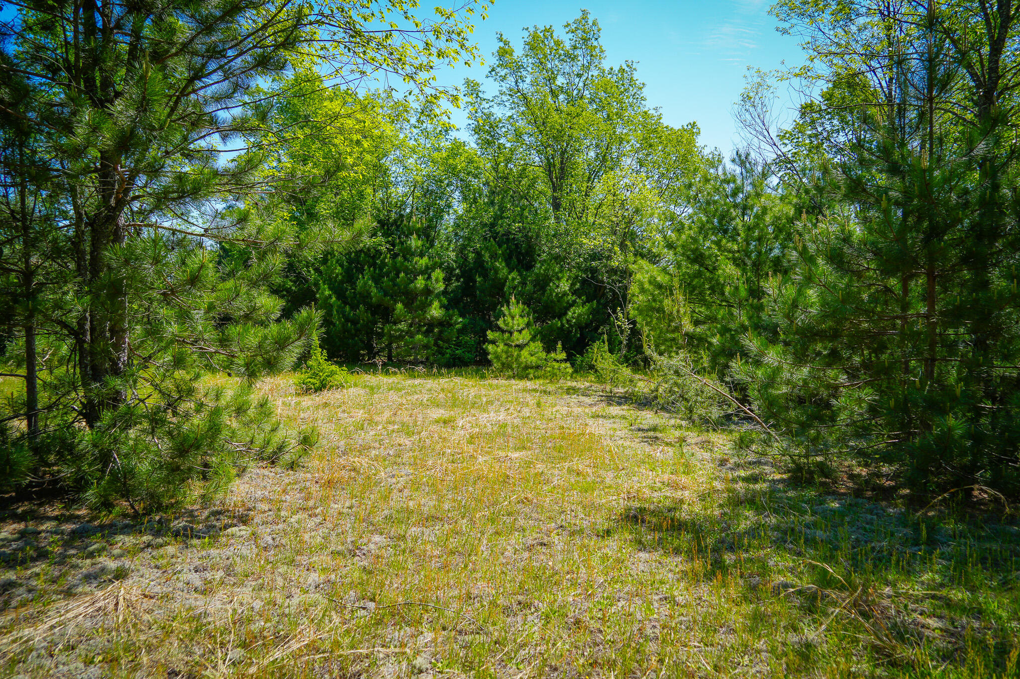 Parcel C Niemi Road Kaleva, MI 49645 - Photo 12 of 28 DSC00239