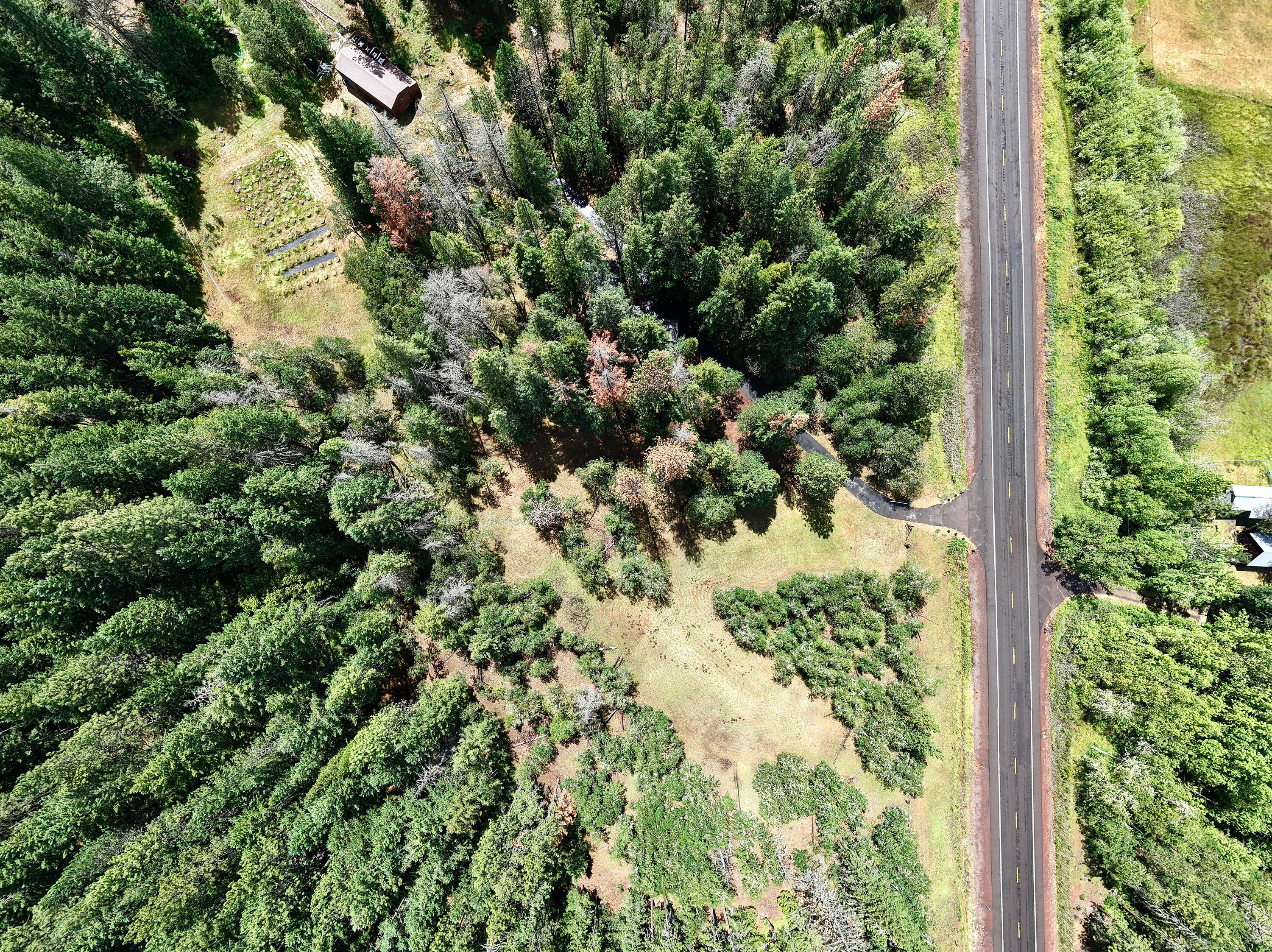 42256 Highway 62 Prospect, OR 97536 - Photo 43 of 48 a view of a garden with a tree