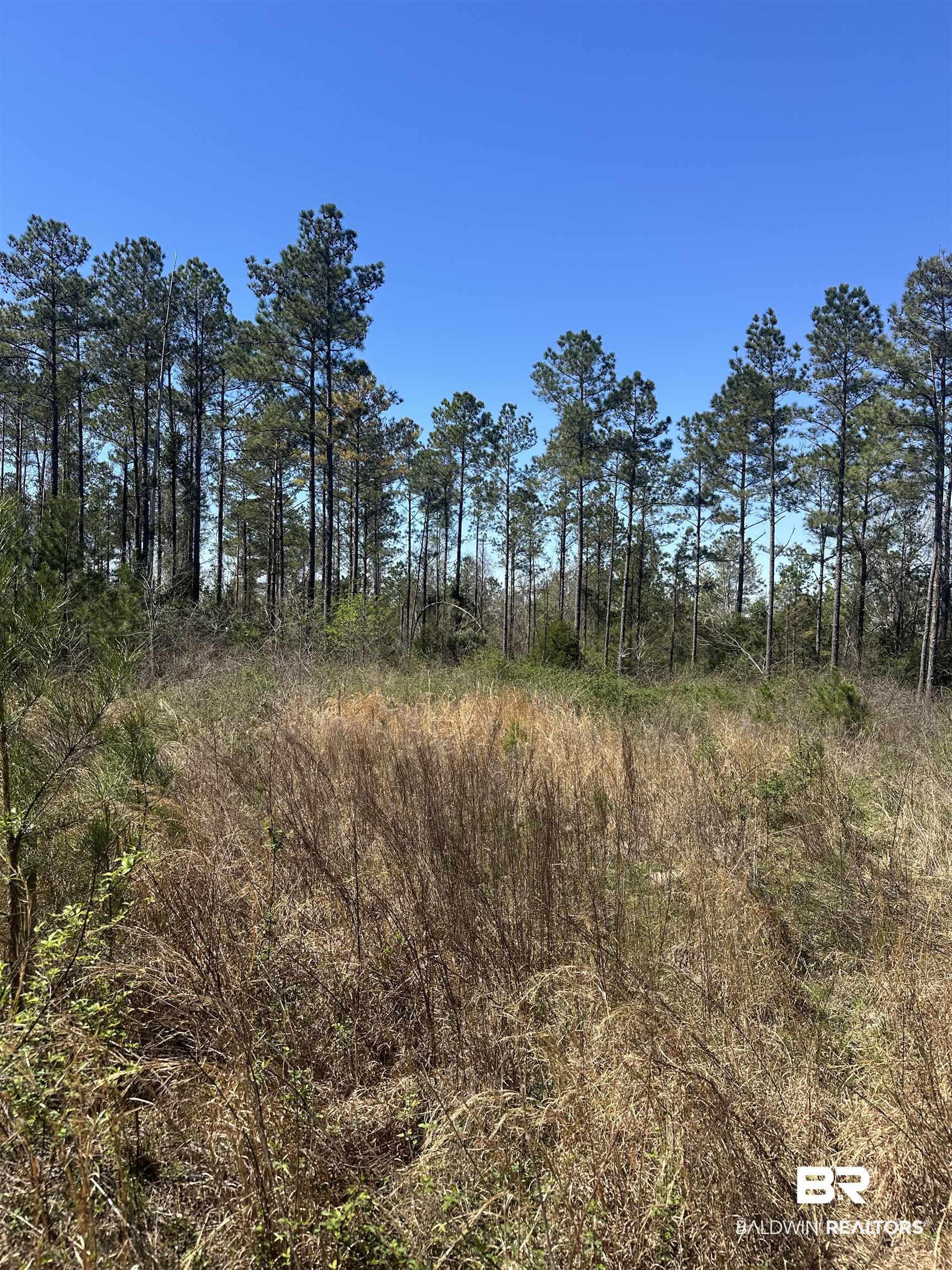 8557 County Road 34 Millry, AL 36558 - Photo 28 of 36 View of nature