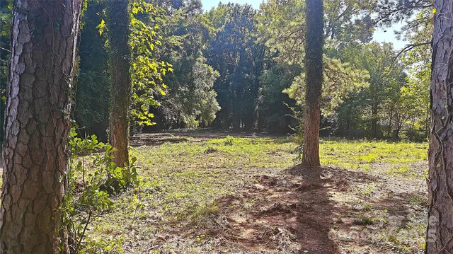 a view of a yard with plants and trees