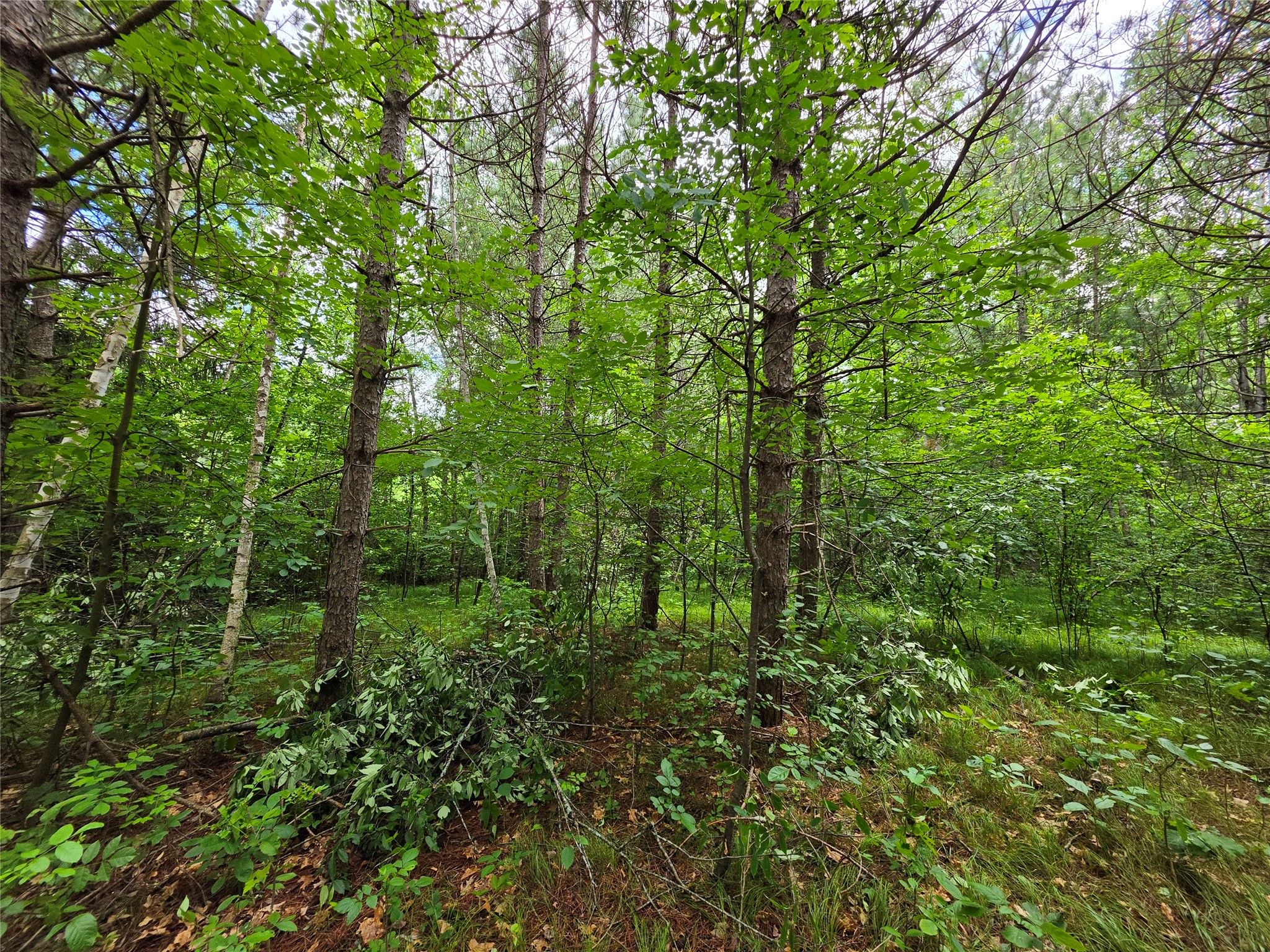 20-acres Adams Road Bruce, WI 54819 - Photo 11 of 14