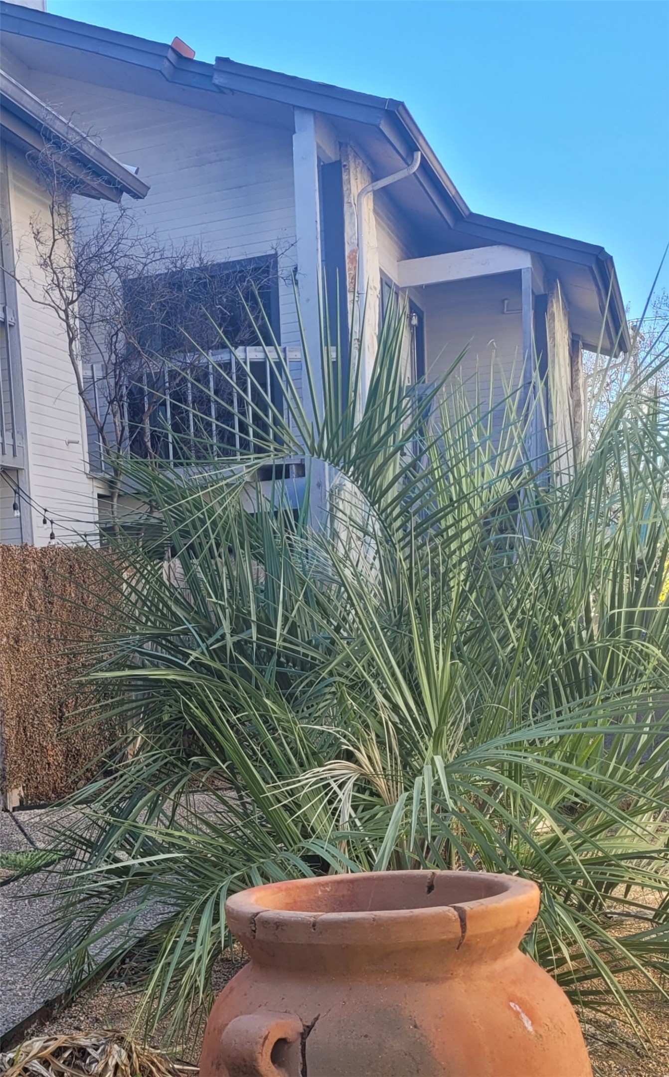 2410 Enfield Road, Unit 7 Austin, TX 78703 - Photo 10 of 19 a view of a backyard with plants
