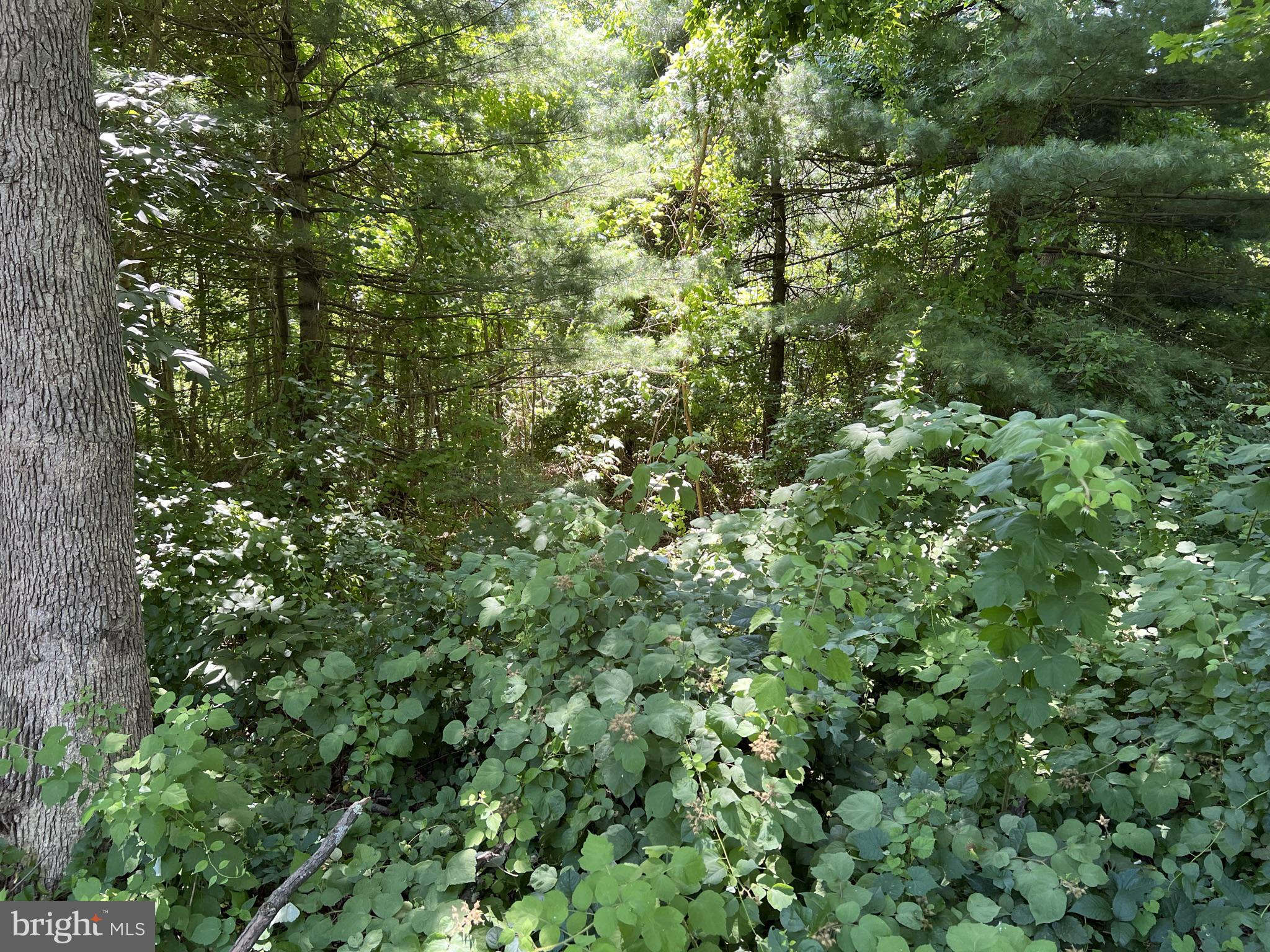 a view of a lush green forest