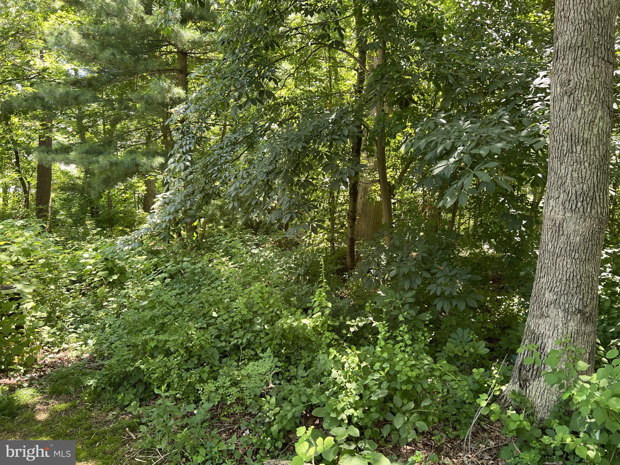 Harford Street Aberdeen, MD 21001 - Photo 2 of 2 a view of a lush green forest