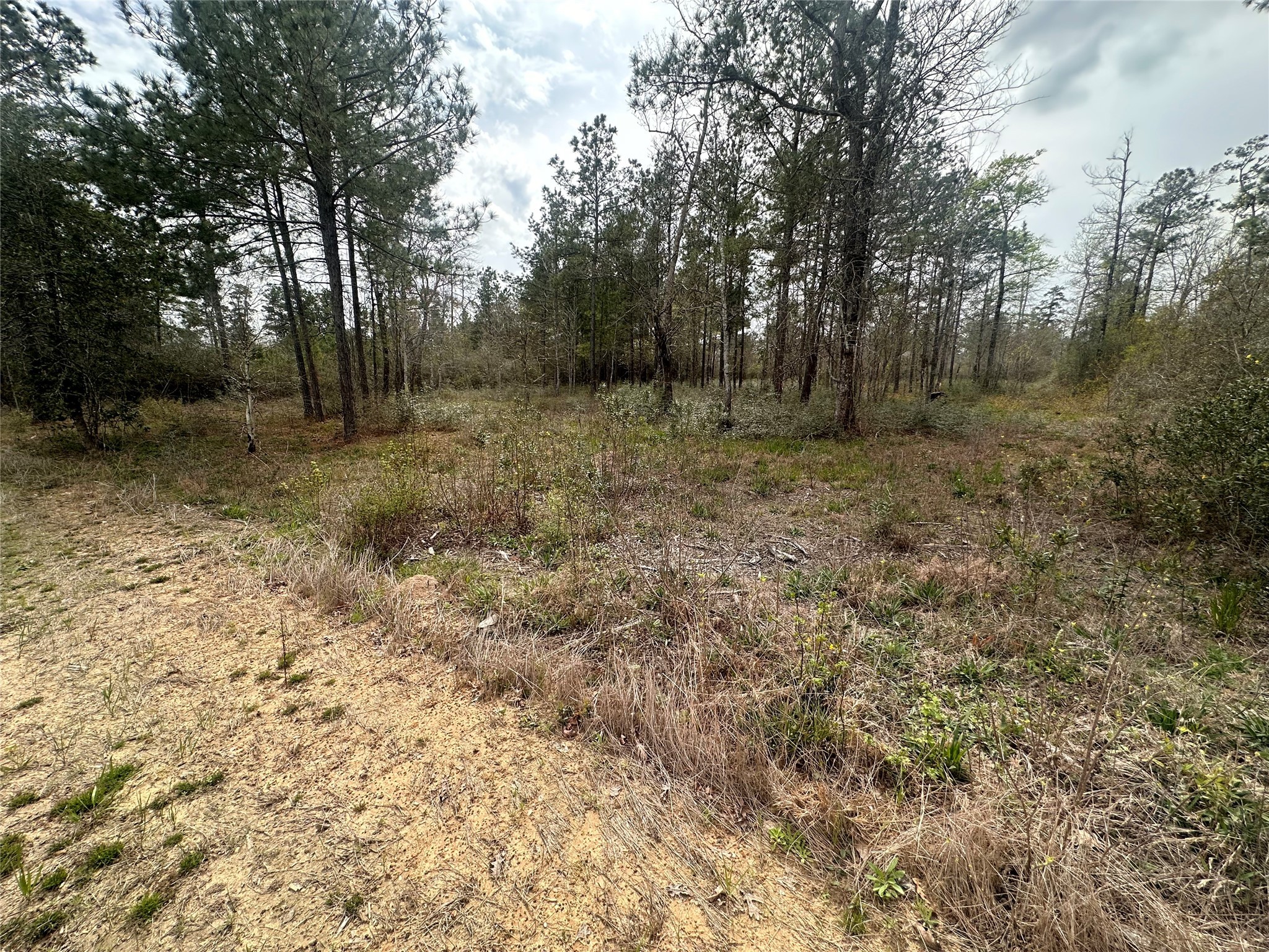 219 Iron Horse Road New Waverly, TX 77358 - Photo 3 of 3 a view of a yard with trees
