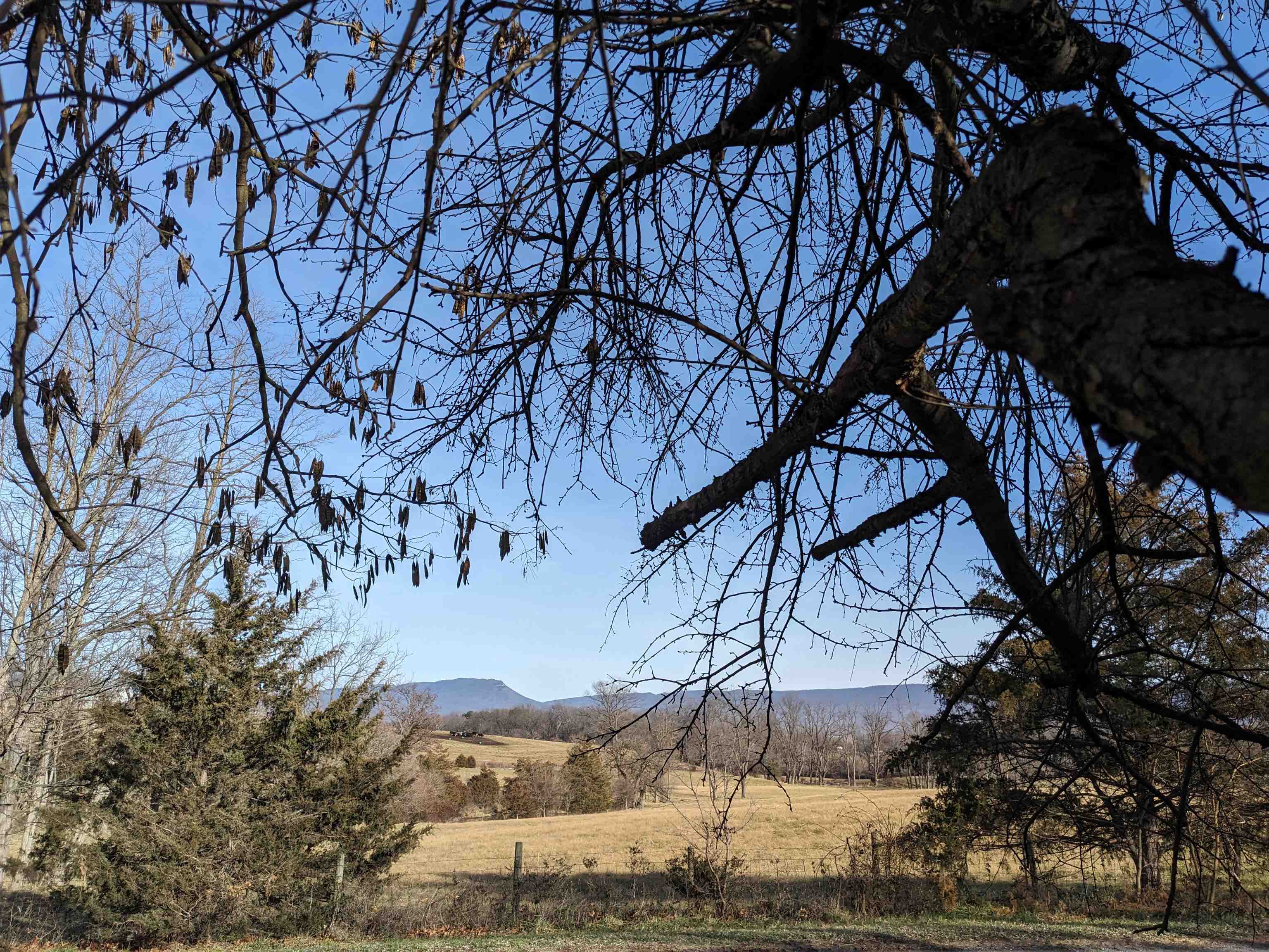 2559 River Road New Market, VA 22844 - Photo 19 of 19 a view of a yard with a tree