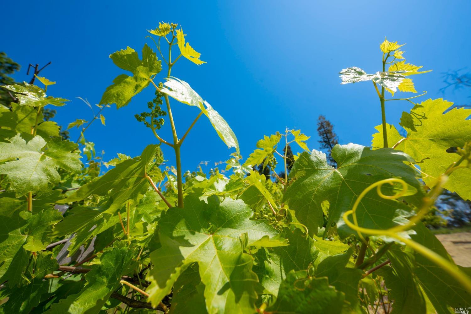 5159 Vista Grande Drive Santa Rosa, CA 95403 - Photo 29 of 30 a view of a flower