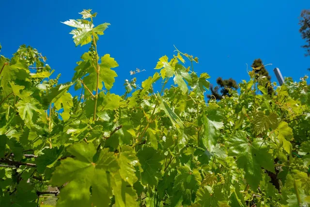 a view of a flower in a garden