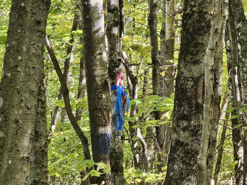 Tbd Temple Road Farmington, ME 04938 - Photo 27 of 34 20250929_131605_resized