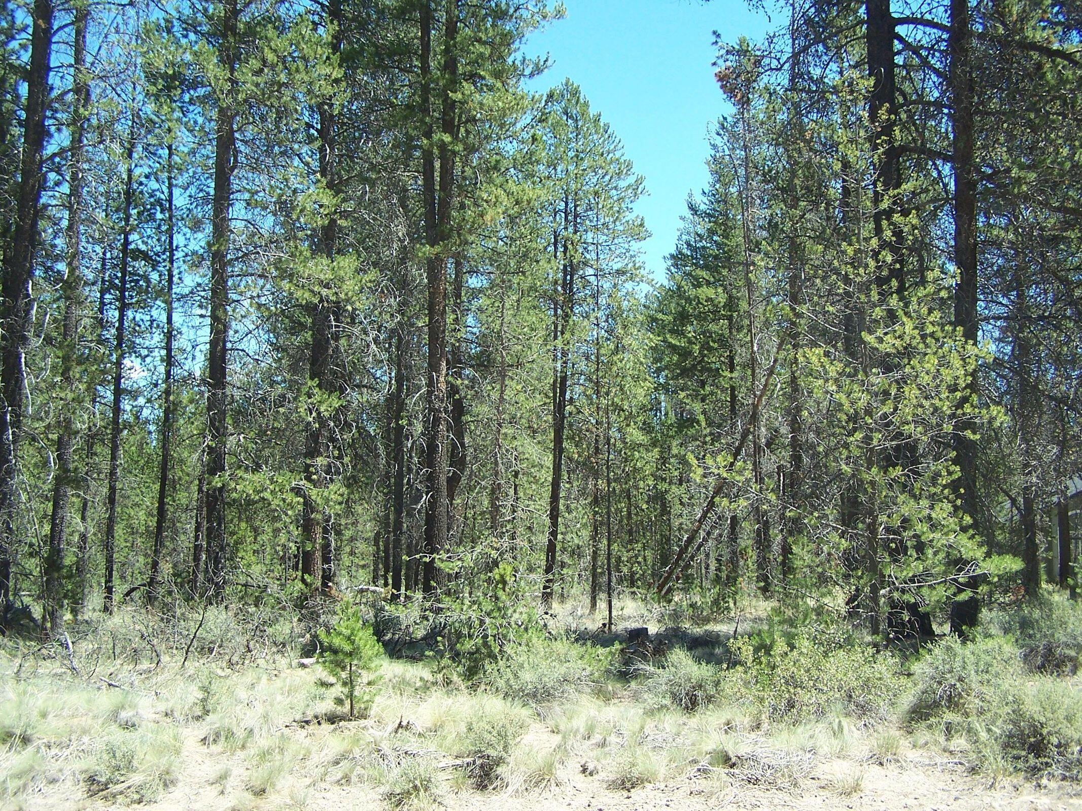 Skidgel Road La Pine, OR 97739 - Photo 6 of 7 20210708190348740048000000-o