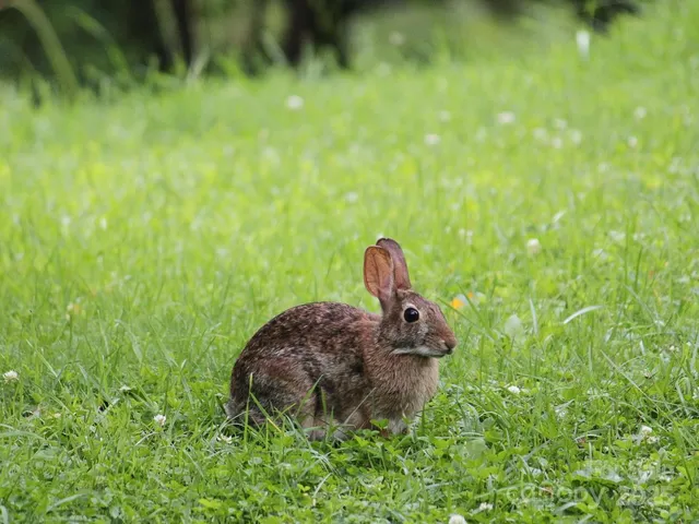 a close up of a sink in a backyard