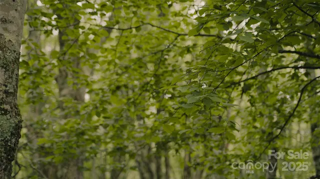 a view of a lush green forest