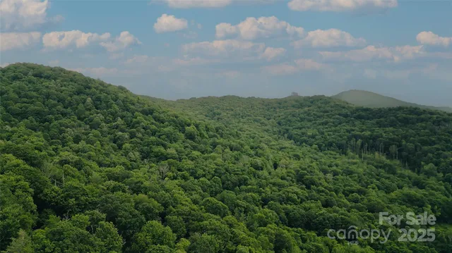 a view of a bunch of trees in a field