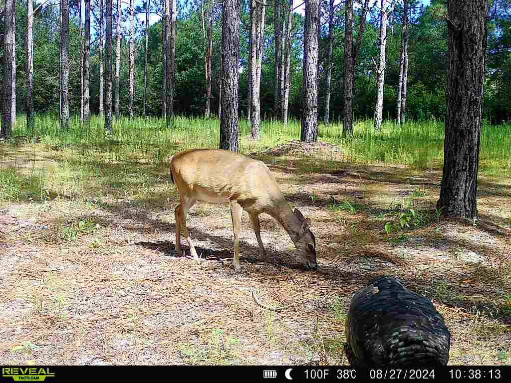 202-acres Columbus Holley Road Samson, AL 36477 - Photo 47 of 50