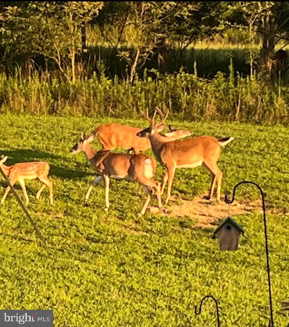 984 Pine Road Carlisle, PA 17015 - Photo 55 of 70