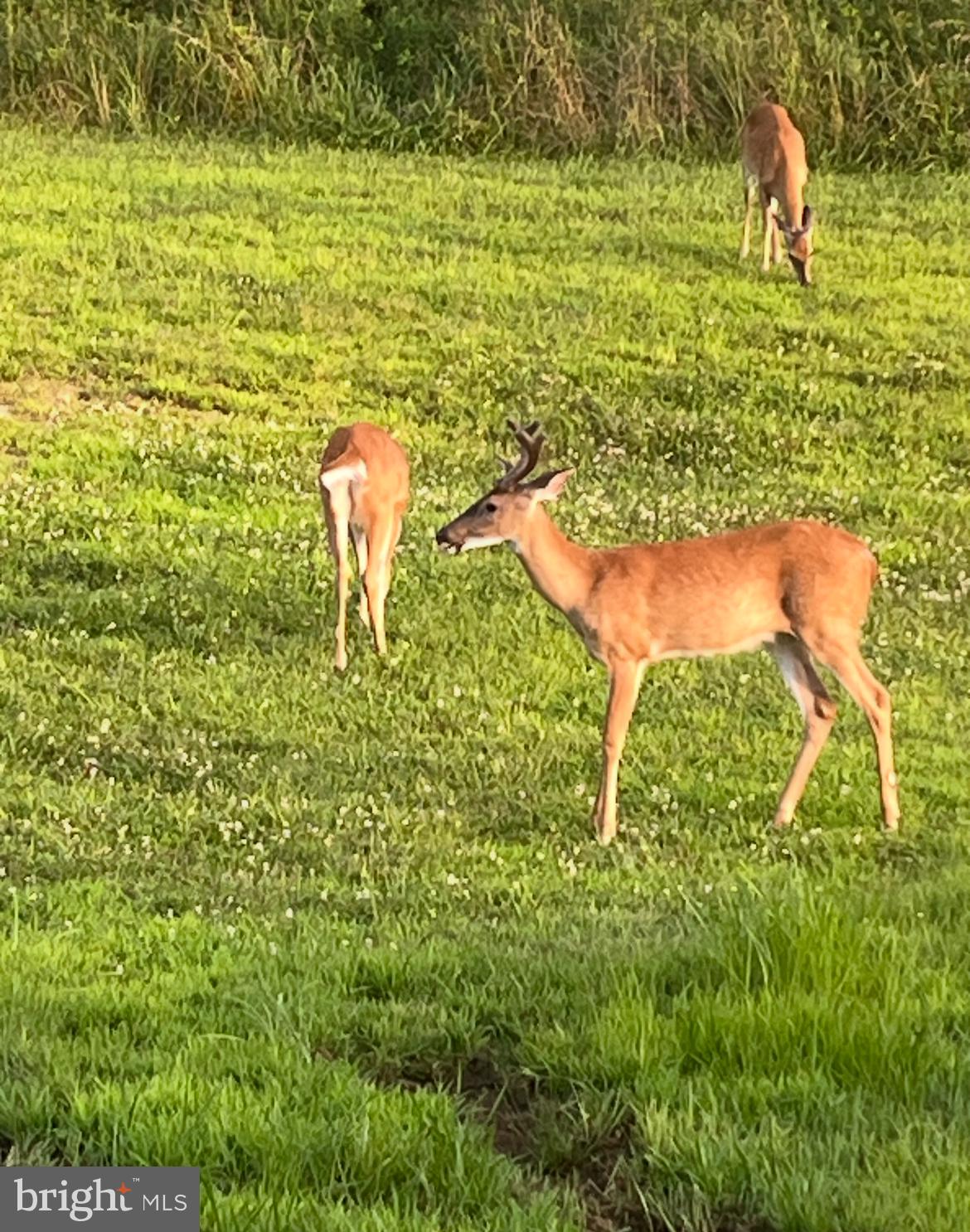 984 Pine Road Carlisle, PA 17015 - Photo 56 of 70