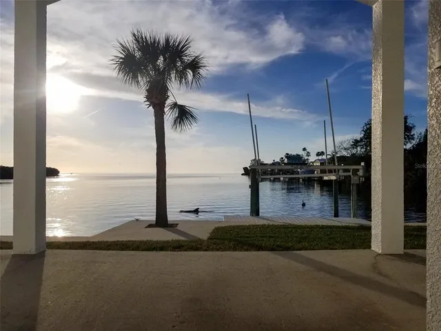 a view of a lake with a palm tree