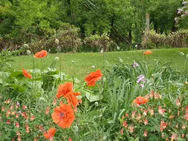2284 East River Road Freeport, IL 61032 - Photo 8 of 9 a backyard of a house with lots of green space and plants