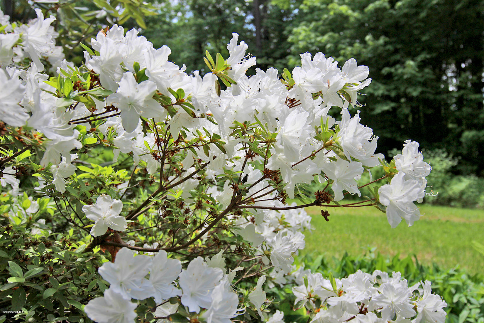 63 Monterey Road Tyringham, MA 01264 - Photo 24 of 34 a view of flowers in a garden