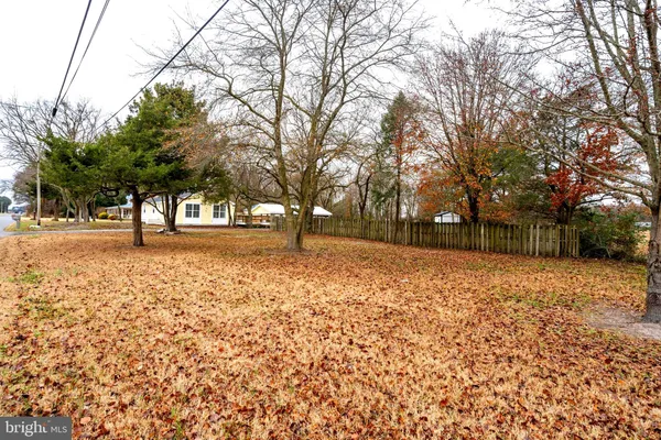 a street view with large trees