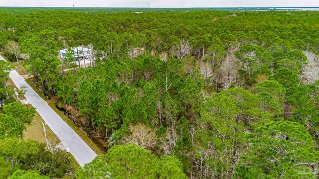 a view of a lush green forest