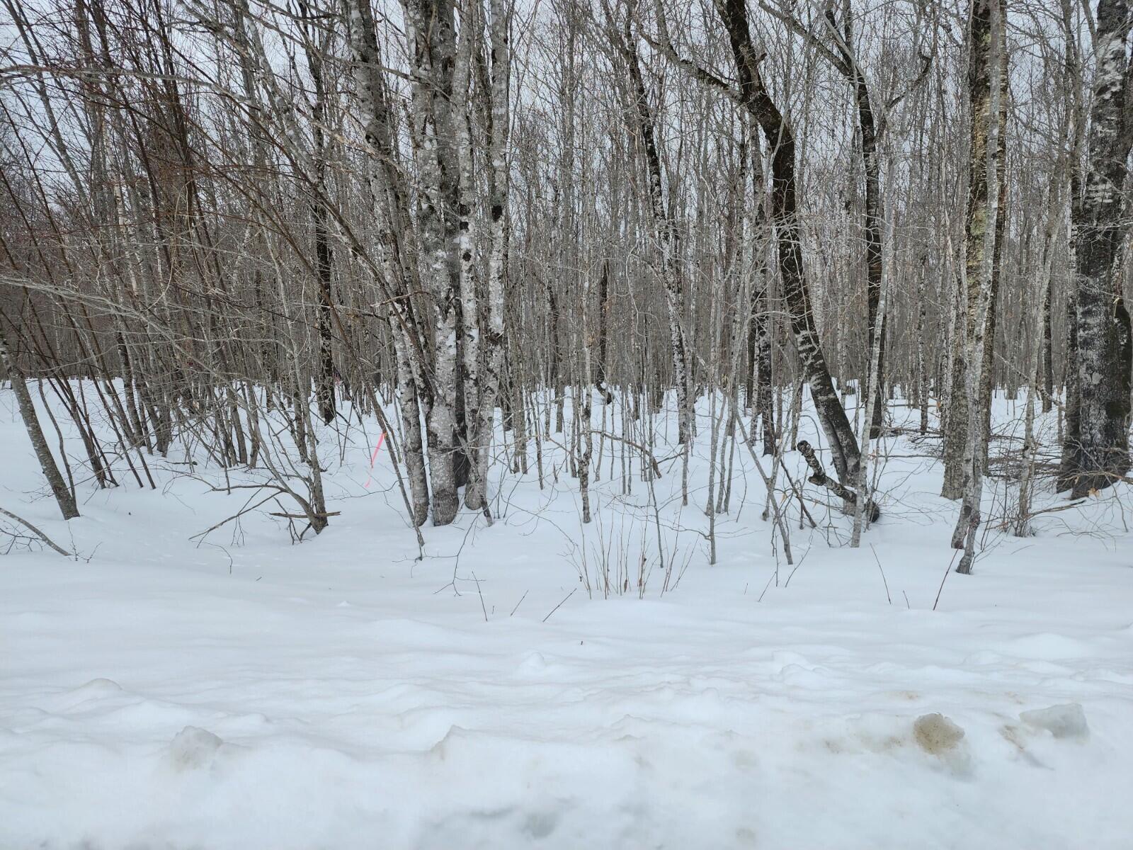 Lot 43 Lot Road Deblois, ME 04622 - Photo 3 of 7 20230307_125457 (1)