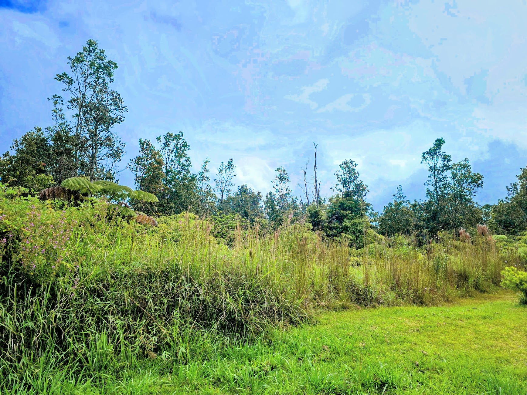 1461 Volcano Road Pahoa, HI 96778 - Photo 22 of 26 a view of a lake with a yard