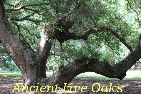 5 Gun Bluff Road Edisto Island, SC 29438 - Photo 36 of 59 ancient live oaks