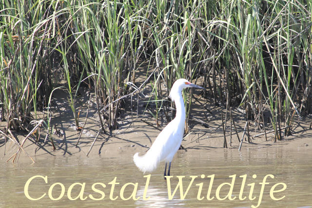 5 Gun Bluff Road Edisto Island, SC 29438 - Photo 43 of 59 coastal_wildlife