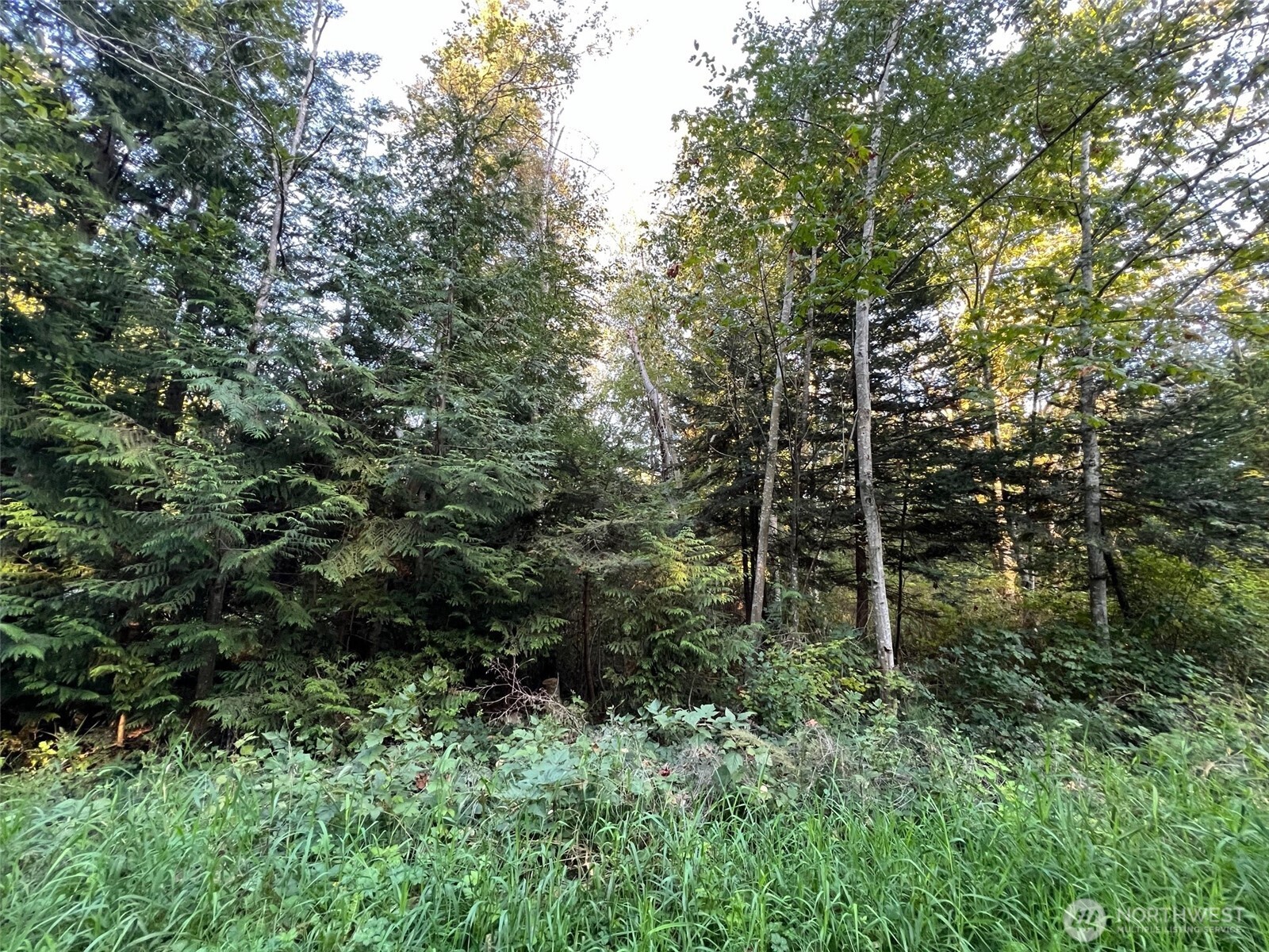 10 Rex Street Point Roberts, WA 98281 - Photo 1 of 3 a view of forest