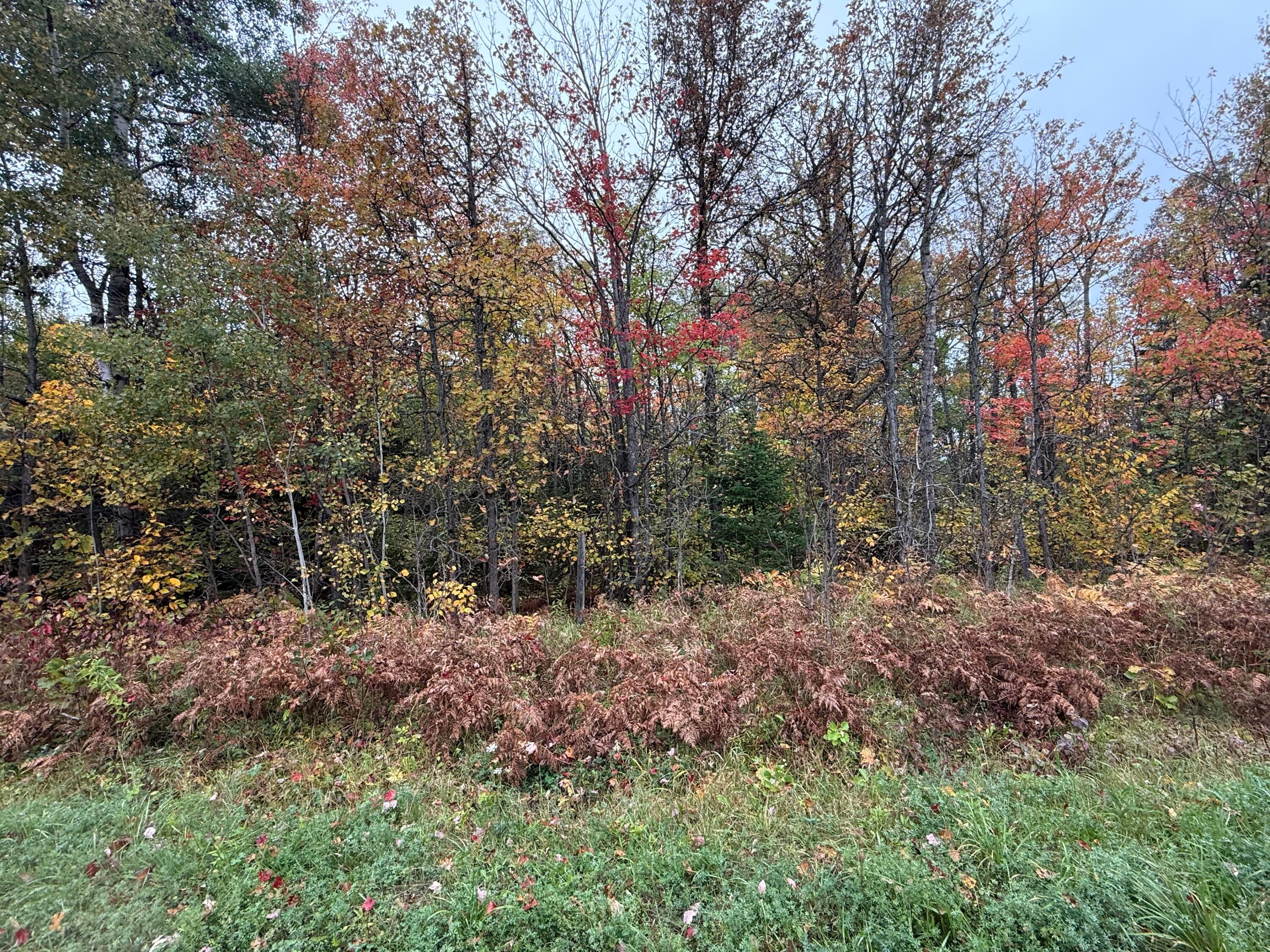 Tbd South Ridge Road Dafter, MI 49724 - Photo 2 of 5 Gallery Image 2