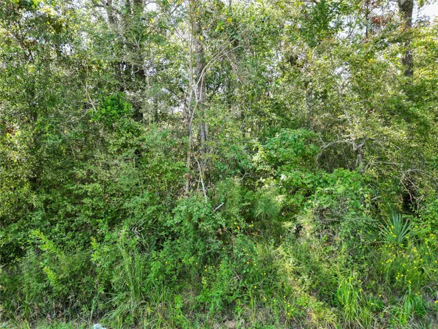 a view of a lush green forest
