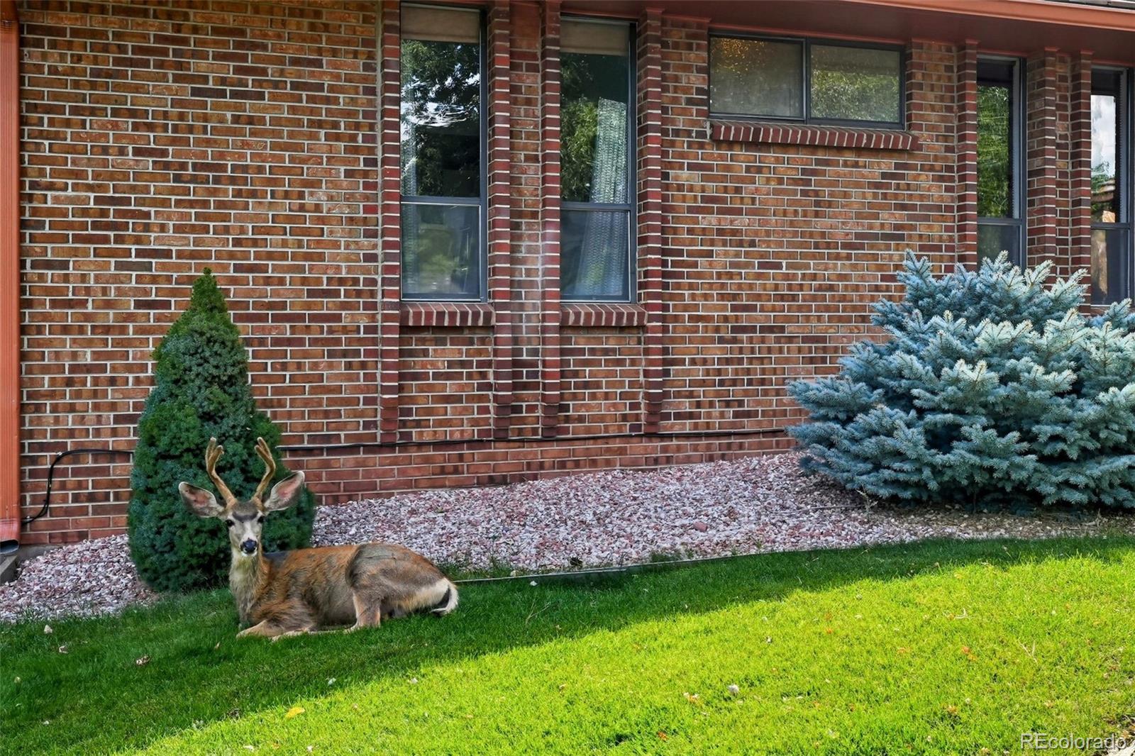 16066 Ridge Tee Drive Morrison, CO 80465 - Photo 9 of 41 a backyard of a house with lots of green space