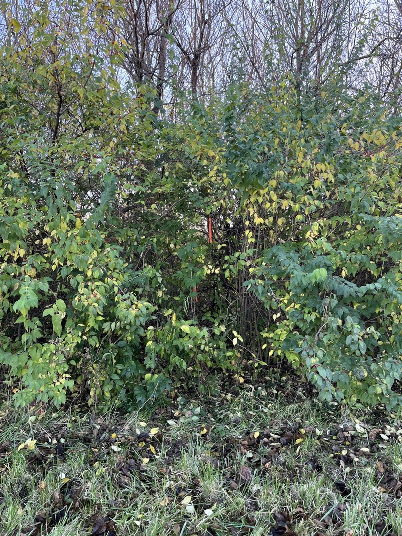 Undisclosed Address Frankfort, IL 60423 - Photo 4 of 6 a view of a large yard with lots of bushes