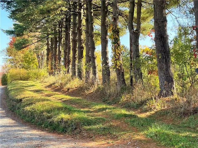 a view of yard with trees