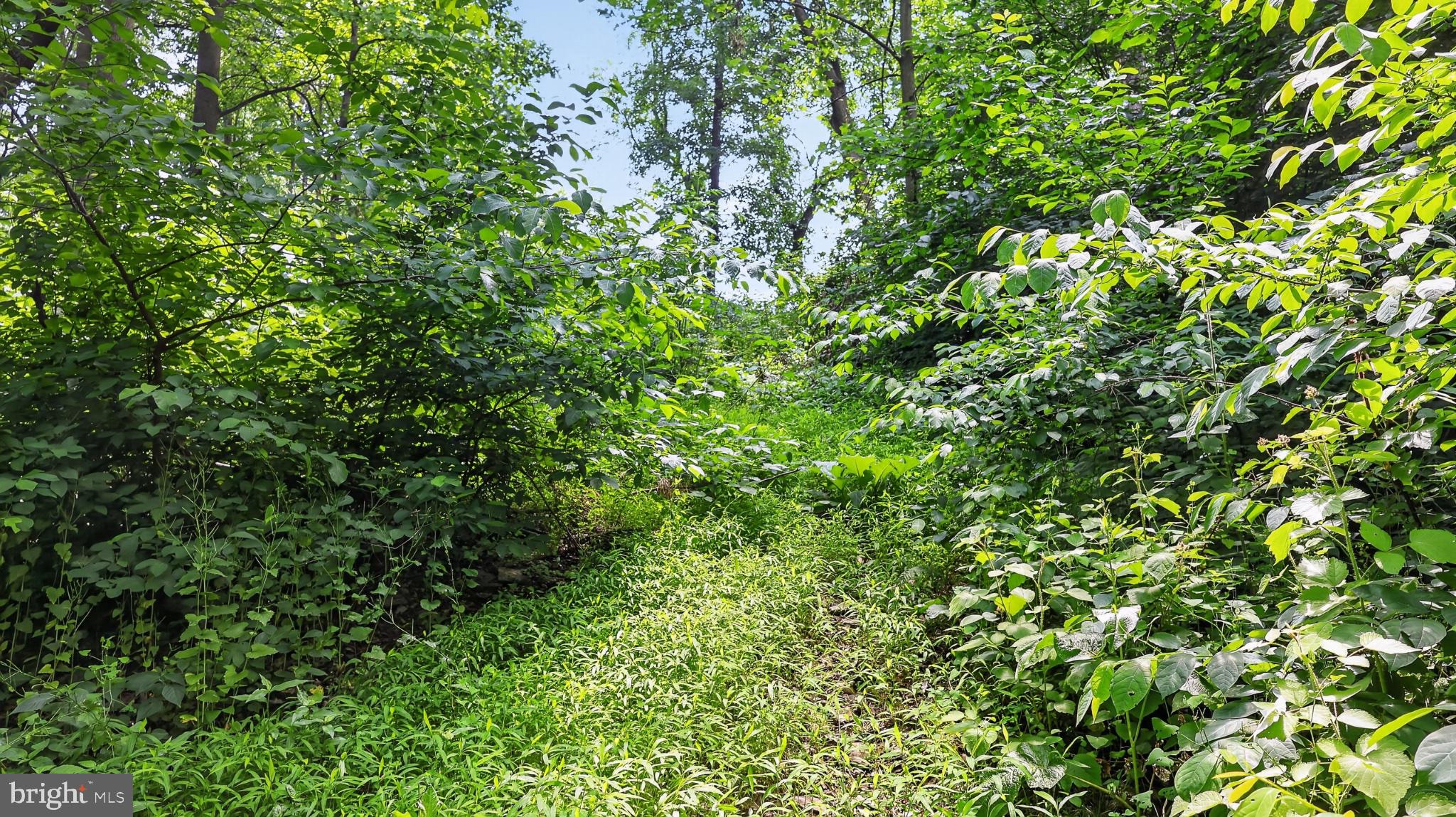 257 Hill Road New Holland, PA 17557 - Photo 92 of 94 Lush green path through the woods.