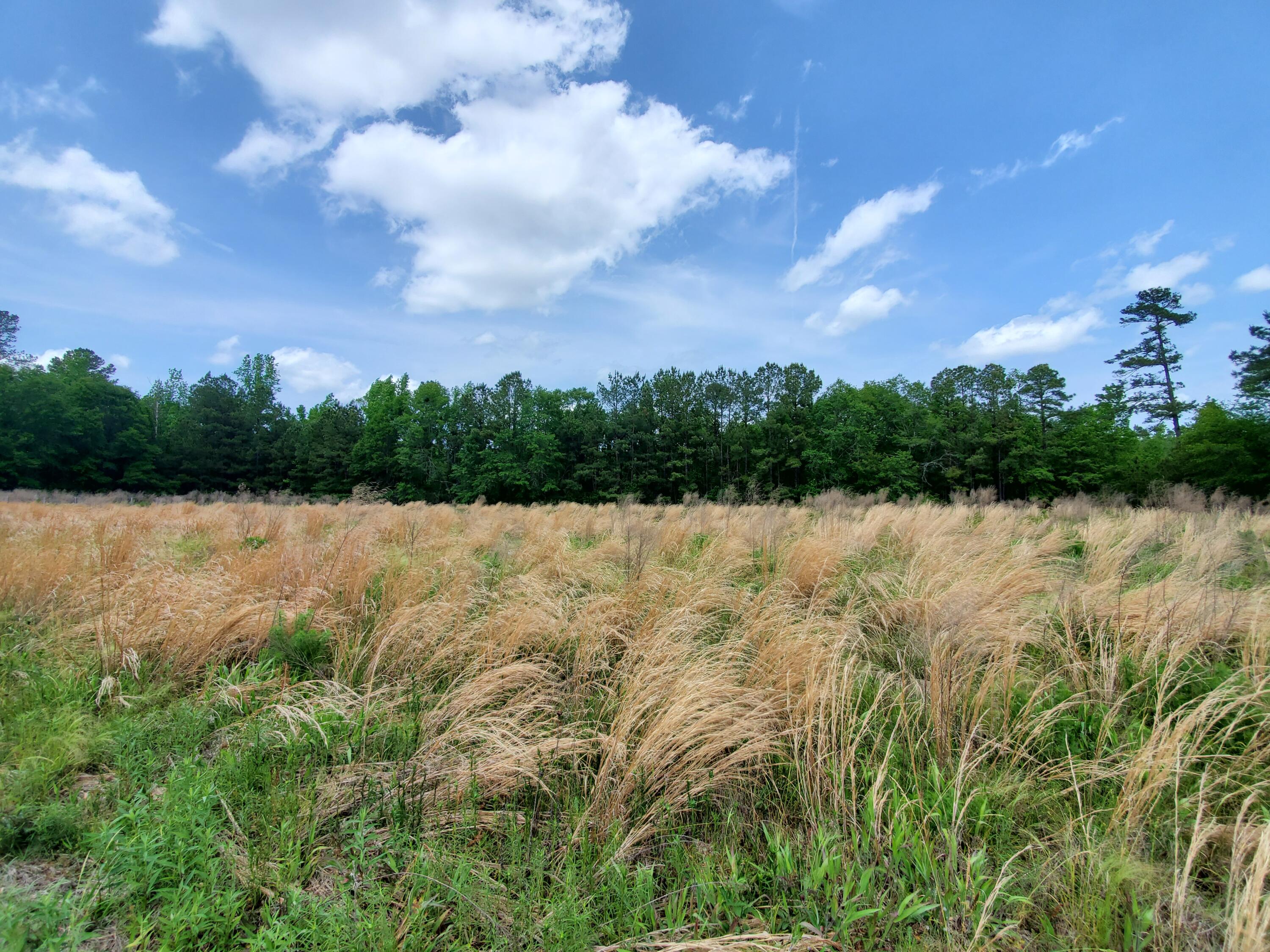 0 Reeves Branch Road Branchville, SC 29432 - Photo 1 of 5 20210504_135610