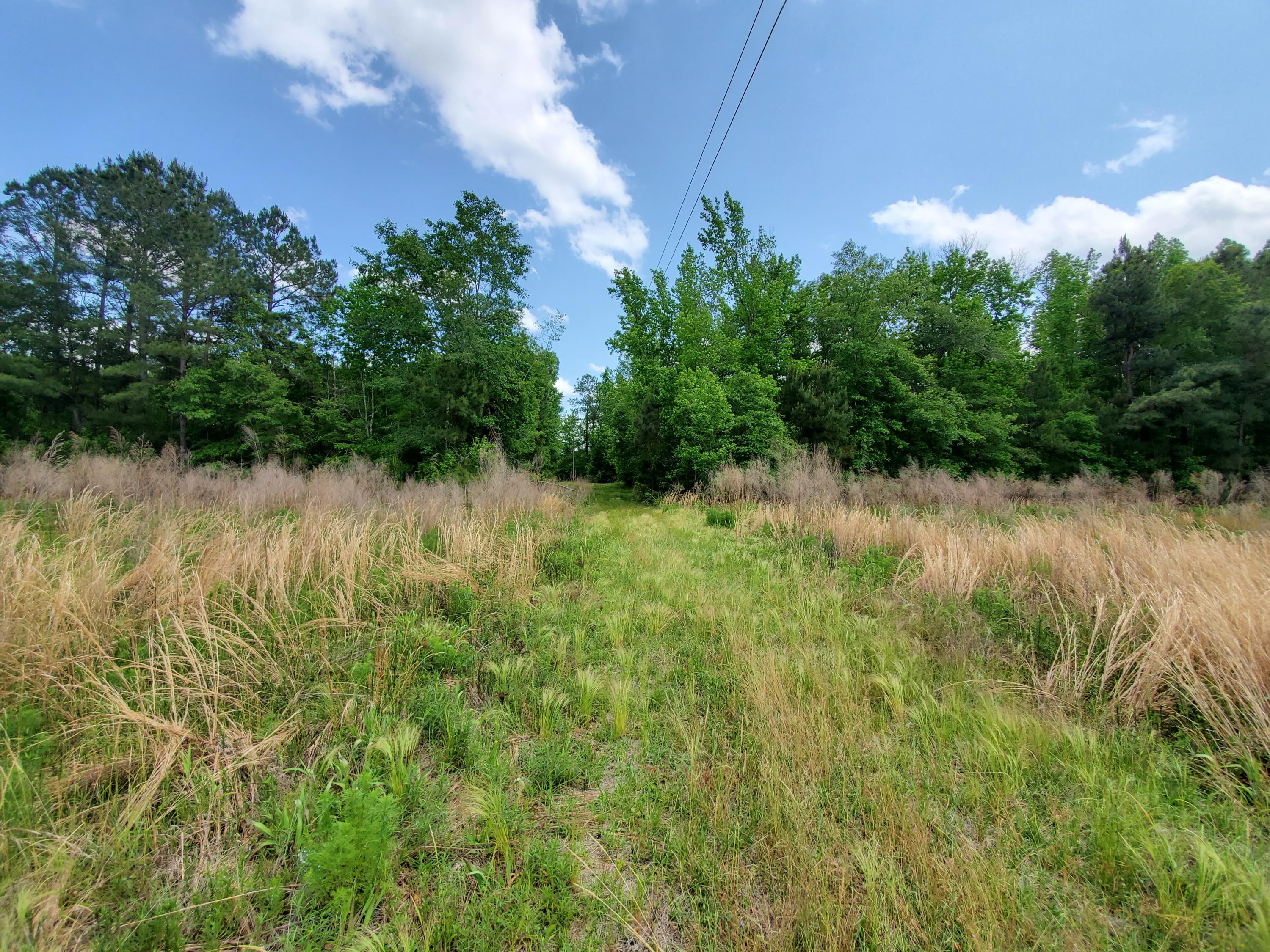 0 Reeves Branch Road Branchville, SC 29432 - Photo 2 of 5 20210504_135619