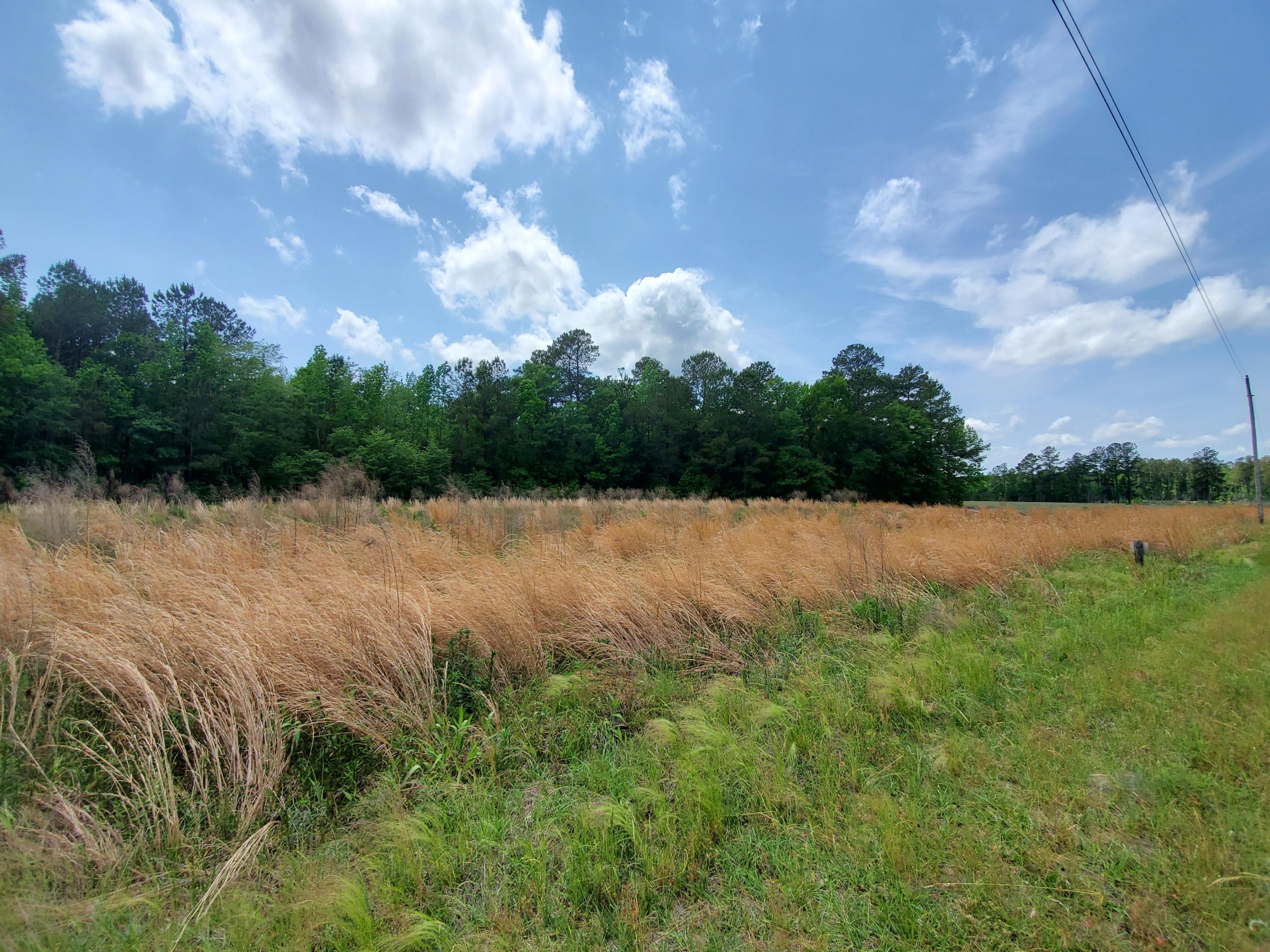 0 Reeves Branch Road Branchville, SC 29432 - Photo 3 of 5 20210504_135628