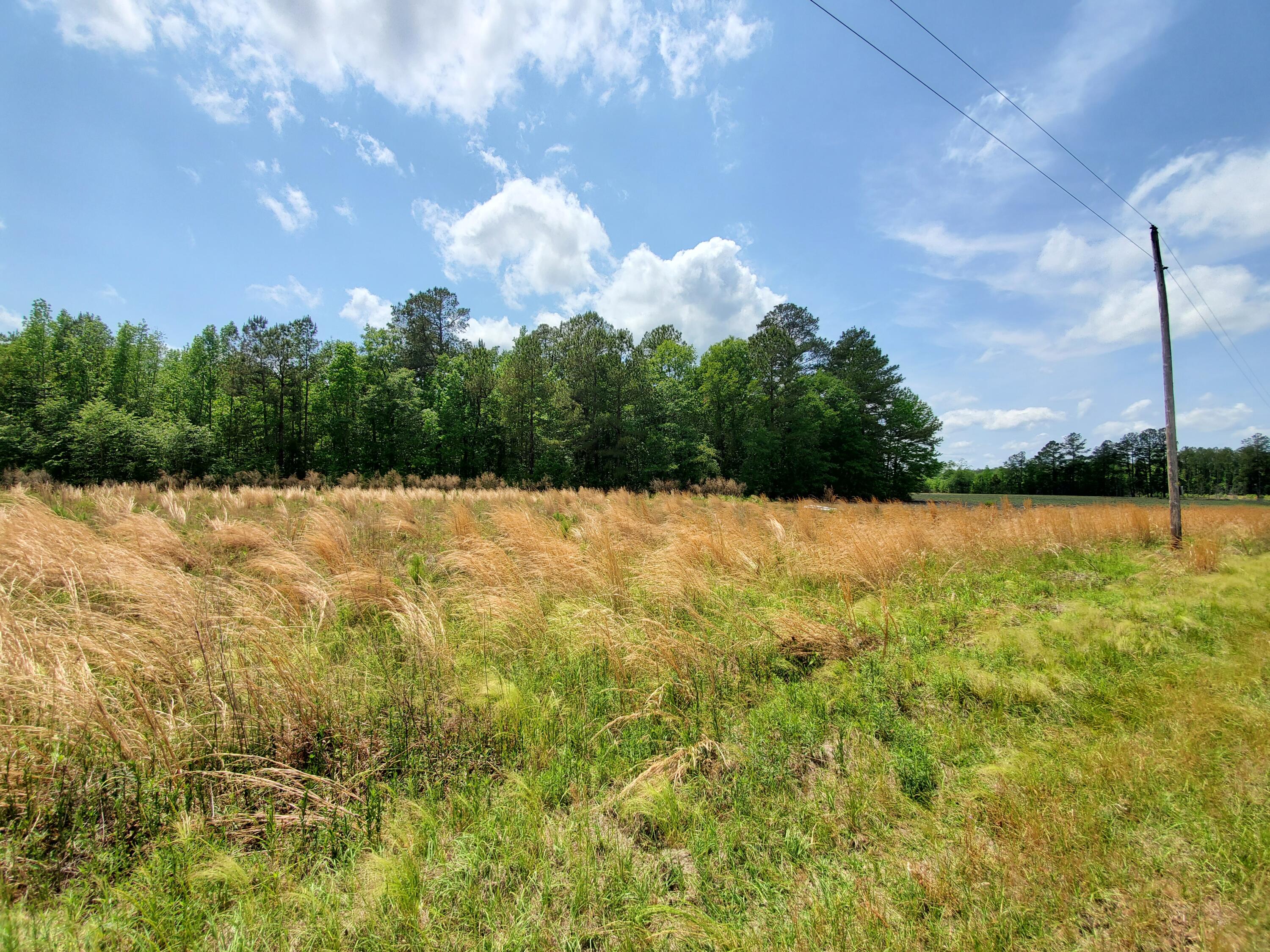 0 Reeves Branch Road Branchville, SC 29432 - Photo 4 of 5 20210504_135658